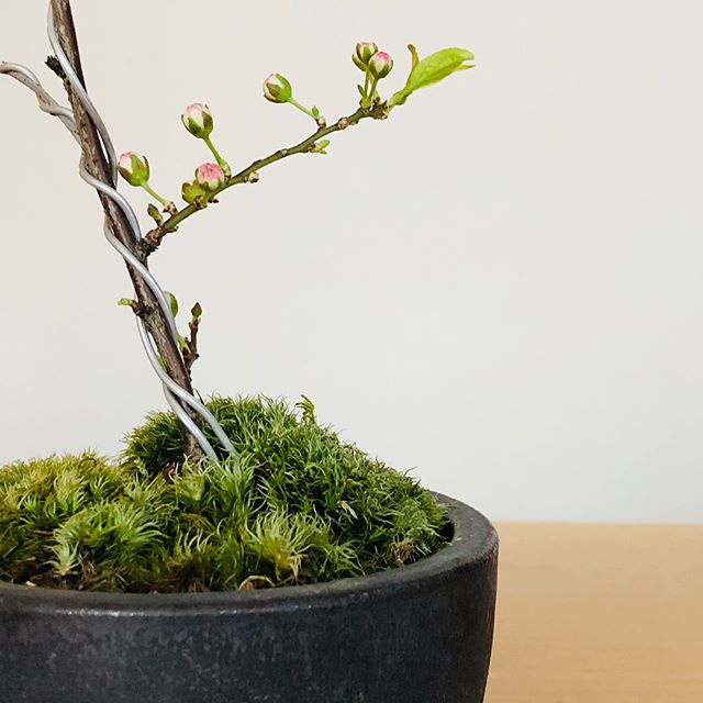 お家で、お花見。 . 卓上で愉しめる桜の盆栽。こちらは小ぶりな花が豪華に咲きこぼれる庭桜です。 一重の桜よりも開花がゆっくりなため、その様子をじっくり楽しむことができるそう。 ・中川政七商店 「庭桜」信楽鉢3号受け皿セット ¥4,800+tax