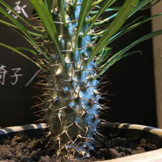 ︎ メタリックな色がカッコいい植物 ・ パキポディウム・ラメレイ Pachypodium lamerei ¥5.000+税 ・ 本日1/26(日) 17:00まで営業しております。 ・