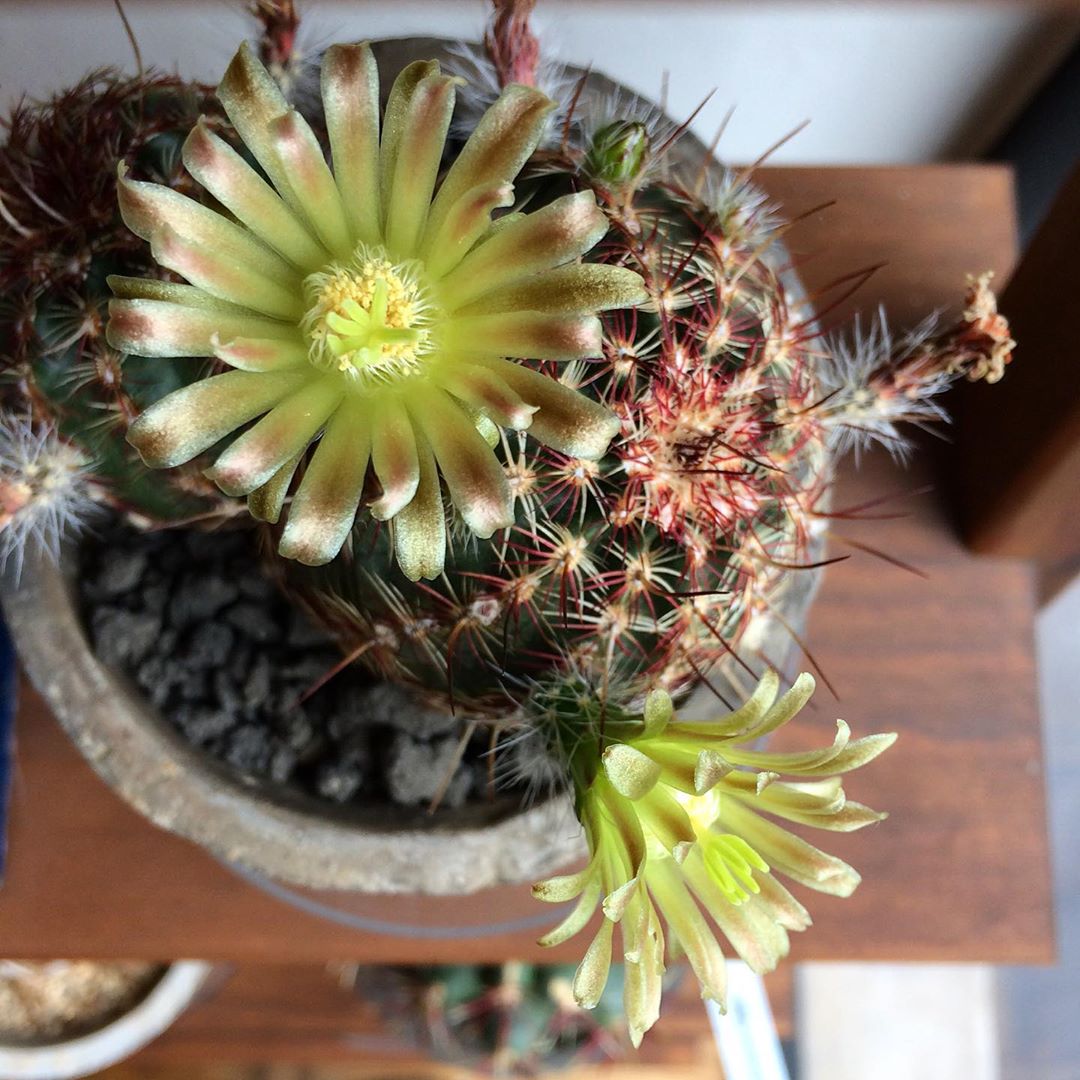 トゲトゲしていますが 綺麗な花が咲きます ヤマ造園 エキノセレウス 青花蝦 Echinocereus Viridiflorus 1 500 税 本日3 30 月 17 00まで営業しております Altana アルタナ 或る棚