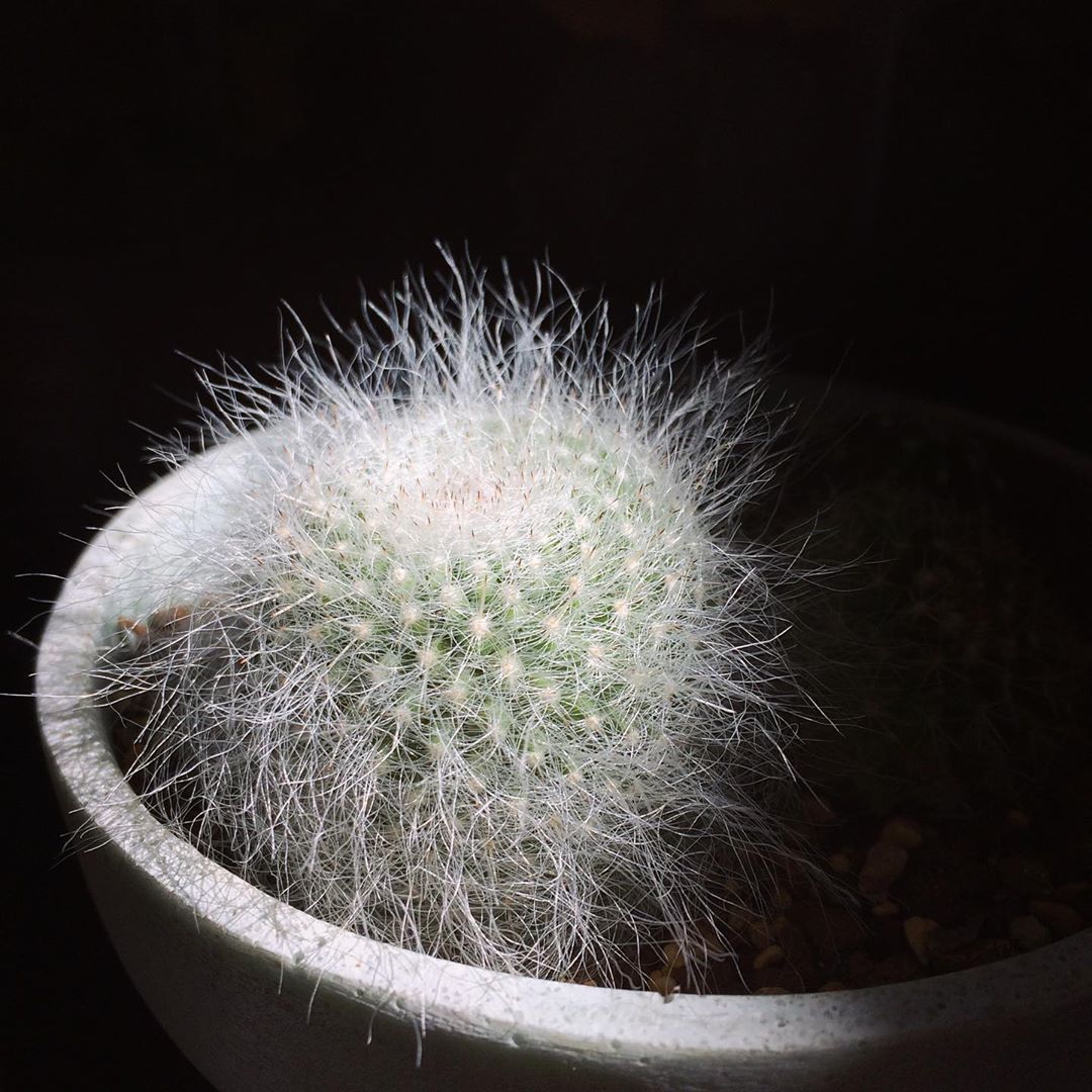 ふわふわ トゲトゲ もりもり いろんなタイプのサボテンお取り扱い中 ヤマ造園 玉扇殿 Mammillaria Hahniana F Lanata 2 000 税 エキノフォスロカクタス 竜剣丸 Echinofossulocactus Coptonogonus 4 000 税 フライレア Sp