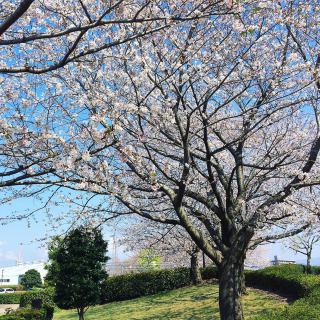 ︎ 近くの公園の桜が大分咲きました。 桜は変わらず今年も美しいです。 ・ 本日4/5(日)17:00まで営業しております。 ・
