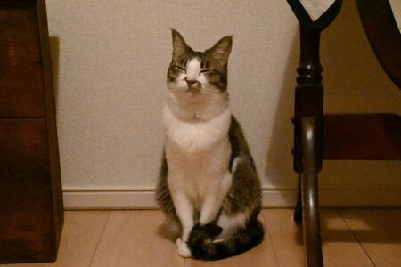 【樹木のヒトリゴト】愛すべき寝顔、集めました