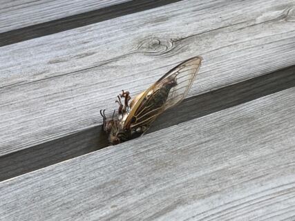 【樹木のヒトリゴト】夏の訪問者