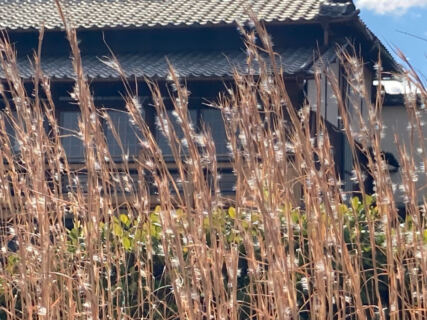 【樹木のヒトリゴト】冬の景色