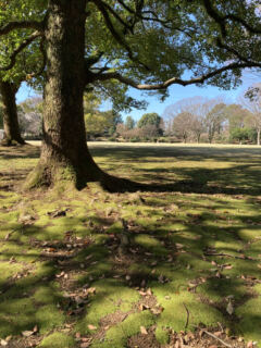 【樹木のヒトリゴト】朝のお散歩
